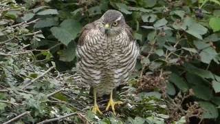 Sparrowhawk causes panic