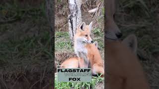 Flagstaff Wildlife - Fox #flagstaff #wildlife #fox