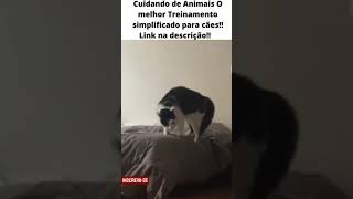 Cuidando de Animais O Melhor Treinamento simplificado para cães!! #shorts