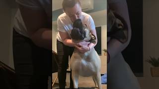 Big Boerboel Loves Kisses #trendingvideo #cutedog #shortsfeed