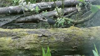 Dipper, Forest of Dean