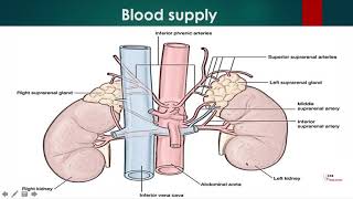 2-Blood Supply of Adrenal Gland