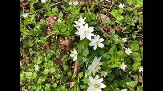 Rue Anemone identification video:( Thalictrum thalictroides )