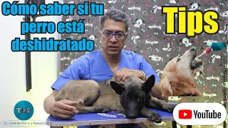 Como saber si tu perro esta deshidratado | Tips