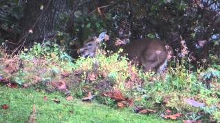 White tailed deer