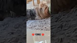 ❤️ YORKIE ❤️  #yorkie #dog #shortvideo #puppy #shorts #short #video #viral #viralvideo #dogs