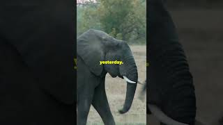 Elephants' Incredible Memory Power!