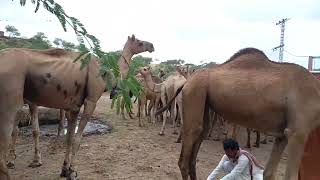 camle Life owner of the camel is tying the camel's feet#camel#camellife #rajistancamel #camle ove