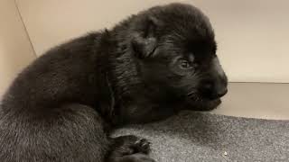 These 19 Day Old German Shepherd Pups JUST Woke Up