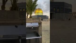 Cat of Al Aqsa Drinking from Tap in Al Aqsa Masjid