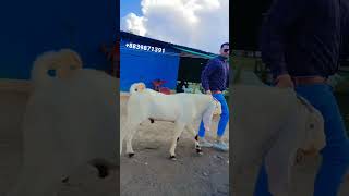 Taimur Breeder 🤗#goat #youtubeshorts #viralshort #shorts