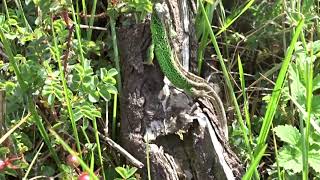 Lacerta agilis. Gravid female sand lizard and her new Lover  17-07-2019