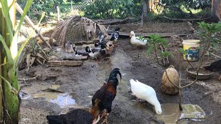 365 days of relaxtion - Harvest goose eggs with my son - feeding black duck | cafe TV