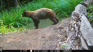 bear small 21Jul2024am