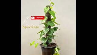 ये 3 fertilizers दें, रॉकेट की तरह growth करेगा पान का पौधा#paan#music#gardening#kpop#foryou#bts#fyp