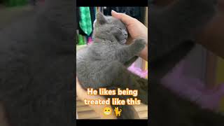 Meow meow adorable jumboo #cat #pet #shortsvideo #short