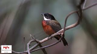 Coroa-de-fogo  (Heterocercus linteatus)  Flame-crowned Manakin