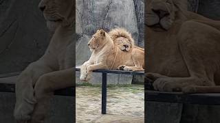 Lions in zoo today