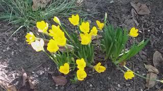 #Autumn.COMANA, Autumn in yellow October 2020  by Marilena Dumitriu