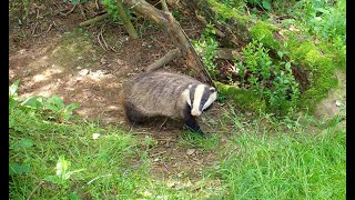 Badgers in daylight