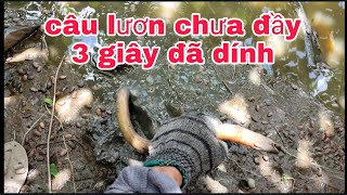 câu lươn mương cạn trúng mánh#fishtrap