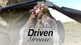 DRIVEN GROUSE PT. 2