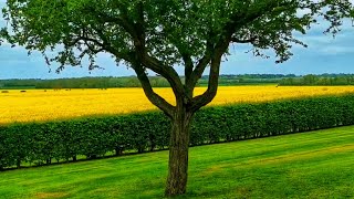 Bangladeshi Mustard Flower Garden In UK || Mustard Field