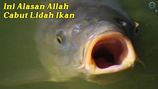 TERNYATA KARENA HAL INI, ALLAH MENCABUT LIDAH IKAN