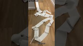 ‘Real Andrex Puppy’ Found Surrounded by Toilet Roll After Dragging Tissue Around || Dogtooth Media