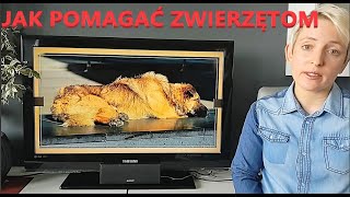 Jak pomagać zwierzętom 🐕🐈