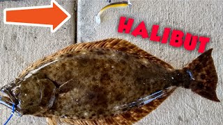 California HALIBUT fishing from shore [San Diego Fishing] • Pesca de LENGUADO