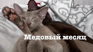 Медовый месяц по ориентальному 🥰