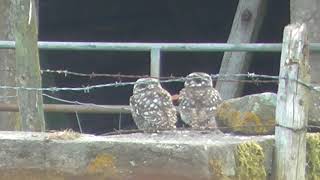 Little Owls 🦉 🦉 2