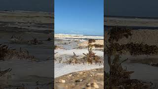 Pelican oceanside waves shoreline seaweed Florida Beaches ⛱️ #birdslover #natureinspired #ocean