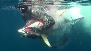 Headbutted by a YELLOWFIN Spearfishing