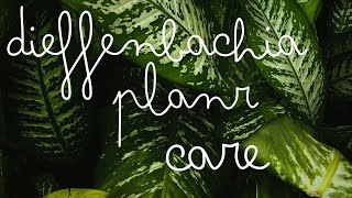 Dieffenbachia Plant Care for Hot Indian Summers | Keep Your Dumbcane Thriving