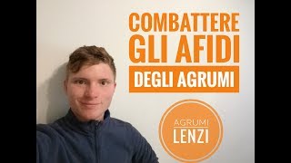 GLI AFIDI DEGLI AGRUMI E COME COMBATTERLI - AGRUMI LENZI