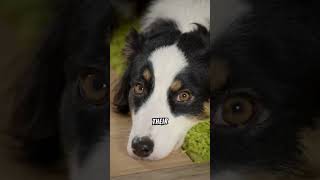 Facts About The Australian Shepherd