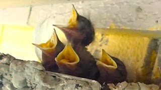 Barn Swallow Nest Hatch Day+6 | LIVE STREAM NEST CAM 12 AUG 2024 (ツバメ ライブ)