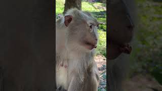 Funny monkey on clip each , Enjoy  67