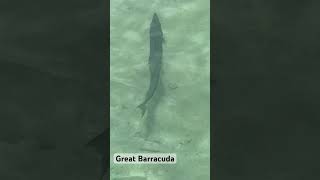 Hunting Great Barracuda along Moat Fort Jefferson Dry Tortugas #barracuda #wildlife #ocean #predator