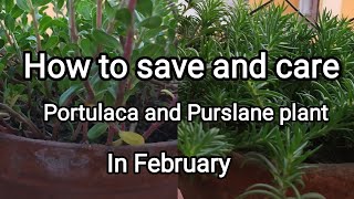 How to save and care Portulaca and Purslane plant in February