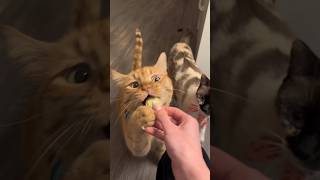 Christmas gift for cat🍔🎅🐈‍⬛ #christmas  #cat  #treat  #funnycats  #shorts  #catvideos