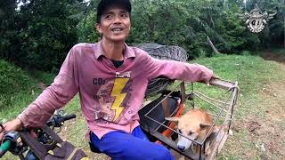 ANJING PETARUNG PEMBURU BABI HUTAN DI BENGKULU