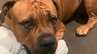 My Big Boerboel causing Mischief #shortvideo #trending