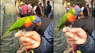 অসাধারণ একটি লরি পাখি কত টাকায় বিক্রি হলো দেখুন ? মিরপুর ১ পাখির হাট | Mirpur-1 | লরি পাখির দাম কত?