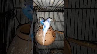 Australian Crested Parrot 🦜|| #foryouvideo #foryou #viral #viralvideo