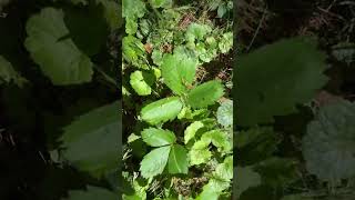 Wild strawberries? 🍓