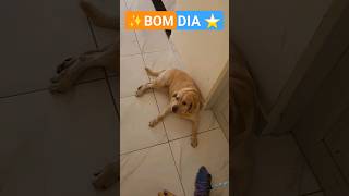 DIA maravilhoso #shorts #belly #labrador #retriever  #bomdia #dog #doglife #doglover #good #life