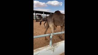 Heat Signs of Camel Male and Female